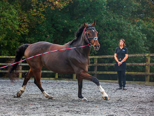 Lameness & Poor Performance